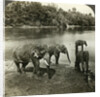 Elephants, Sri Lanka (Ceylon) by Underwood & Underwood