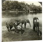 Elephants, Sri Lanka (Ceylon) by Underwood & Underwood