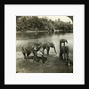 Elephants, Sri Lanka (Ceylon) by Underwood & Underwood