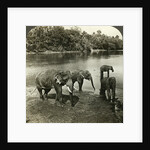 Elephants, Sri Lanka (Ceylon) by Underwood & Underwood
