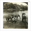 Elephants, Sri Lanka (Ceylon) by Underwood & Underwood