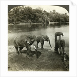 Elephants, Sri Lanka (Ceylon) by Underwood & Underwood