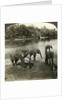 Elephants, Sri Lanka (Ceylon) by Underwood & Underwood