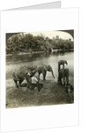 Elephants, Sri Lanka (Ceylon) by Underwood & Underwood