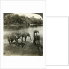 Elephants, Sri Lanka (Ceylon) by Underwood & Underwood