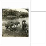 Elephants, Sri Lanka (Ceylon) by Underwood & Underwood