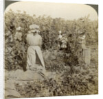 Hop picking, Eugene, Oregon, USA by Underwood & Underwood