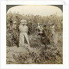 Hop picking, Eugene, Oregon, USA by Underwood & Underwood