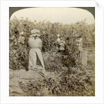 Hop picking, Eugene, Oregon, USA by Underwood & Underwood