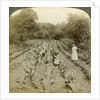 Children working in a vegetable garden, Salvation Army Home, Spring Valley, New York, USA by Underwood & Underwood