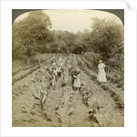 Children working in a vegetable garden, Salvation Army Home, Spring Valley, New York, USA by Underwood & Underwood