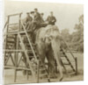 Elephant ride by Anonymous