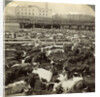 Cattle, Great Union Stock Yards, Chicago, Illinois, USA by Underwood & Underwood
