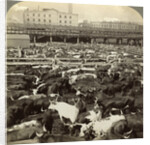 Cattle, Great Union Stock Yards, Chicago, Illinois, USA by Underwood & Underwood