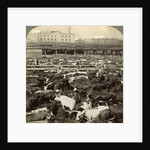 Cattle, Great Union Stock Yards, Chicago, Illinois, USA by Underwood & Underwood