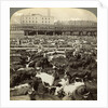 Cattle, Great Union Stock Yards, Chicago, Illinois, USA by Underwood & Underwood