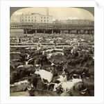Cattle, Great Union Stock Yards, Chicago, Illinois, USA by Underwood & Underwood