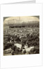 Cattle, Great Union Stock Yards, Chicago, Illinois, USA by Underwood & Underwood