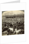 Cattle, Great Union Stock Yards, Chicago, Illinois, USA by Underwood & Underwood
