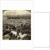 Cattle, Great Union Stock Yards, Chicago, Illinois, USA by Underwood & Underwood