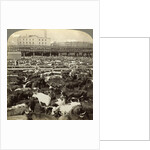 Cattle, Great Union Stock Yards, Chicago, Illinois, USA by Underwood & Underwood