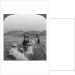 Children in a meadow, Keswick, Cumbria by Excelsior Stereoscopic Tours