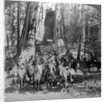 Cavalry passing through the great tree 'California', California, USA by Underwood & Underwood