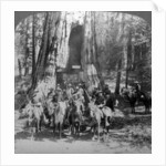 Cavalry passing through the great tree 'California', California, USA by Underwood & Underwood