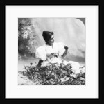 Tell Me Daisy Does He Love Me? by American Stereoscopic Company