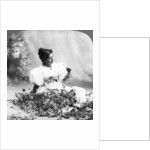 Tell Me Daisy Does He Love Me? by American Stereoscopic Company