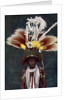 A Roro chief dressed for a ceremonial dance, Papua New Guinea by Charles Gabriel Seligman