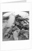 Machine gun nest, Poelcappelle, Belgium, World War I by Realistic Travels Publishers
