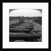 Captured German guns, Brussels, Belgium, World War I by Realistic Travels Publishers