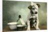 Dog in bandages by Anonymous