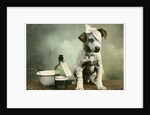 Dog in bandages by Anonymous