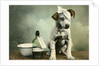 Dog in bandages by Anonymous