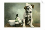 Dog in bandages by Anonymous