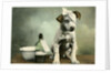 Dog in bandages by Anonymous