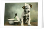 Dog in bandages by Anonymous