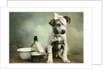 Dog in bandages by Anonymous