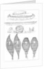 Sioux canoes and Chippewa snowshoes by Myers and Co