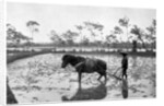 Raking a rice field, Japan by Anonymous