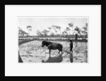 Raking a rice field, Japan by Anonymous