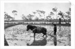 Raking a rice field, Japan by Anonymous