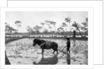 Raking a rice field, Japan by Anonymous