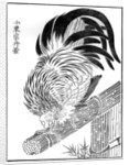 Cock by Anonymous