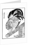 Cock by Anonymous