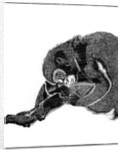 Monkey by Anonymous
