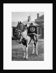 The drum horse of the 17th Lancers by Gregory & Co