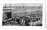 Quantities of codfish drying in the sun at Aveiro by the mouth of the Vouga, Portugal by AW Cutler